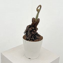 シダ：ヘゴシダsp.　6号鉢植え