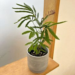 エバーフレッシュ　4号鉢植え　鉢カバー付き(SKステップH15：アッシュグレイ)