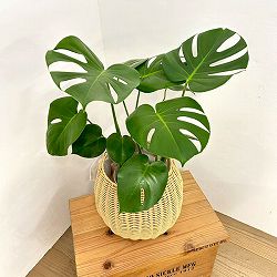 モンステラ：デリシオサ　6号鉢植え ラタン風鉢カバー・受け皿付き(ジェミニバスケット：ナチュラルL)