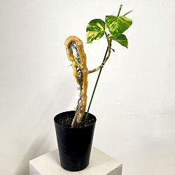 ポトス：朴仕立て　5号鉢植え