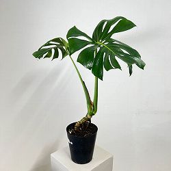 モンステラ：アダンソニー（根上がり）　6号鉢植え