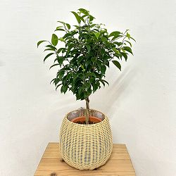 フィカス：ベンジャミン・リッチ　スタンダード仕立て6号鉢植え　ラタン風鉢カバー・受け皿付き(ジェミニバスケット：ナチュラルL)