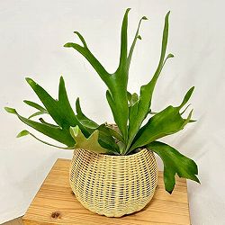 ビカクシダ（コウモリラン）：ネザーランド5号鉢入り　ラタン風鉢カバー・受け皿付き(ジェミニバスケット：ナチュラルM)