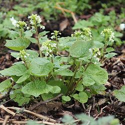 ゆりわさび（百合山葵）2芽植え2.5号ポット