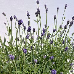 ラベンダー：ふらのぶるー4号鉢植え