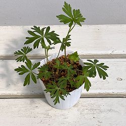 トリカブト（アコニタム）：ヤマトリカブト白花3号ポット