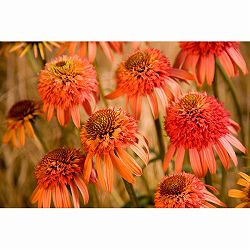 エキナセア：イレジスティブル3号ポット