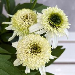 エキナセア：デリシャスヌガー3号ポット