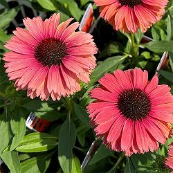 エキナセア：サンシーカーズ　ミネオラ3号ポット