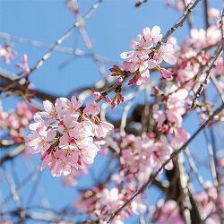 桜：紅枝垂れ（ベニシダレ）接木苗4～5号ポット