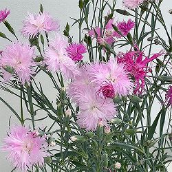 ダイアンサス：ロカブレンド3.5号ポット