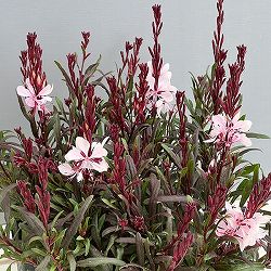 ガウラ（白蝶草）：こもも3号ポット