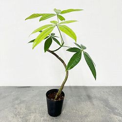 パキラ：グラブラ（実生苗・ラセン仕立て）　3号ポット[タネから育てたかわいいパキラ　観葉植物]