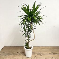 ドラセナ：ナビ―　8号鉢植え26-01