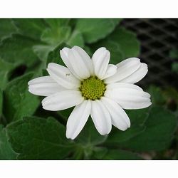 ノギク（野菊）：コハマギク（小浜菊）3芽植え3号ポット