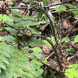 シダ：ジュウモンジシダ（十文字羊歯）3.5号ポット