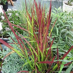 ベニチガヤ（紅チガヤ・レッドバロン）3株植え3号ポット