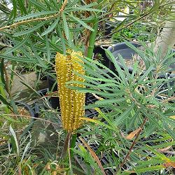 バンクシア：ヘアピンバンクシア5-6号鉢植え
