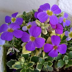 オーブリエチア ラピス斑入り3.5号ポット