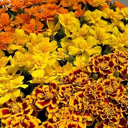 01【ポットプランツコンテスト大賞】カナイヅカ園芸さんのマリーゴールド：デュランゴ3.5号（花色おまかせ）