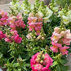 02【（公社）日本家庭園芸普及協会会長賞】石川花園さんの金魚草：ポップアップ3.5号（花色おまかせ）