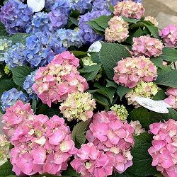 03【（一社）日本花き生産協会会長賞】吉岡麗子さんのハイドランジア：こじさい　ちっちゃ3号（花色おまかせ）