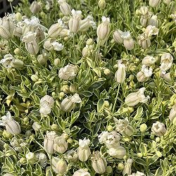 06【（株）グリーン情報賞】川一園芸さんのシレネ：ユニフローラバリエガータ3.5号