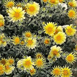 08【「日本農業新聞」賞】ヤマシタフラワーズさんのガザニア：シルバーフォックス3.5号