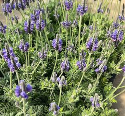 09【（株）ハイポネックスジャパン賞】エフメールナガモリさんのレースラベンダー3.5号