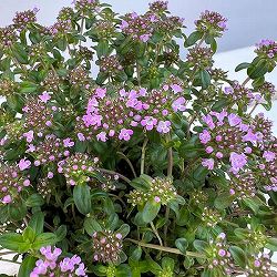 10【（株）フラワーオークションジャパン社長賞】あづフラワーさんのクリーピングタイム3.5号