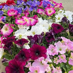 11【審査員奨励賞】西山園芸さんのペチュニア3.5号（花色おまかせ）