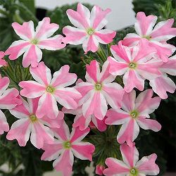 バーベナ：パフェ キャンディストライプ3.5号ポット