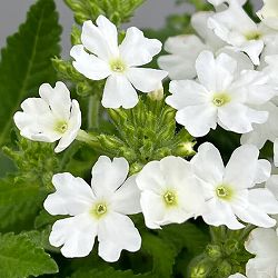 バーベナ：ヌーヴォラビアンカ3.5号ポット