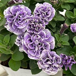 ペチュニア：トパーズブルー3.5号ポット 6株セット