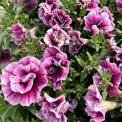 ペチュニア：マジェンヌ3.5号ポット 12株セット