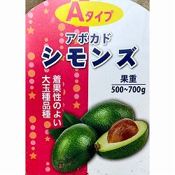 アボカド：シモンズ4.5-5号ポット（接木苗）