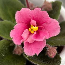 ミニセントポーリア：ジョリーミスチーフ（ピンク）2.5号鉢植え