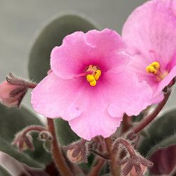ミニセントポーリア：ピンキー 2.5号鉢植え