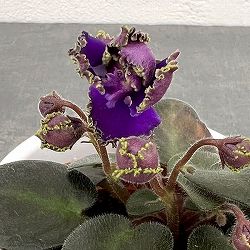 ミニセントポーリア：ロブス　アイリッシュマジック 2.5号鉢植え