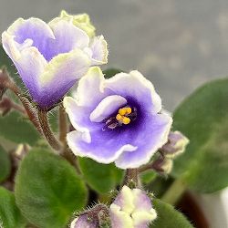 ミニセントポーリア：フロステッド　デニム 2.5号鉢植え