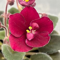 ミニセントポーリア：サザン　スプリングタイム（赤） 2.5号鉢植え