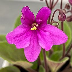 ミニセントポーリア：リトル　ロードナイト（赤） 2.5号鉢植え