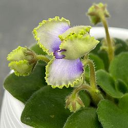 ミニセントポーリア：ロブス　アイリッシュラック 2.5号鉢植え