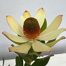 リューカデンドロン：サマーサン　4号鉢植え