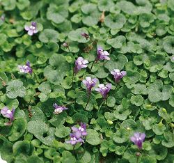 コリセウムアイビー（ツタカラクサ・シンバラリア）：アエクイトリロバ3.5号ポット