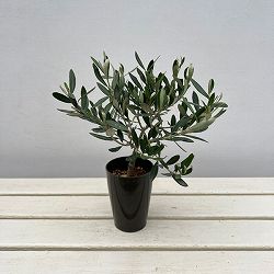 オリーブ：創樹さんのオリーブ　チプレシーノ　3号鉢植え