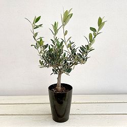 オリーブ：創樹さんのオリーブ　マンザニロ　3号鉢植え