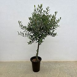 オリーブ：創樹さんのオリーブ　チプレシーノ　6号鉢植え