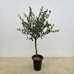 オリーブ：創樹さんのオリーブ　ルッカ　6号鉢植え