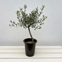 オリーブ：創樹さんのオリーブ　セントキャサリン　5号鉢植え